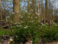 Cardamine flexuosa 11, Bosveldkers, Saxifraga-Ed Stikvoort