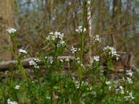 Cardamine flexuosa 12, Bosveldkers, Saxifraga-Ed Stikvoort