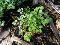 Cardamine flexuosa 12, Bosveldkers, Saxifraga-Rutger Barendse