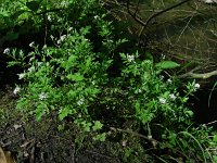 Cardamine flexuosa 13, Bosveldkers, Saxifraga-Ed Stikvoort