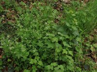 Cardamine flexuosa 15, Bosveldkers, Saxifraga-Hans Boll