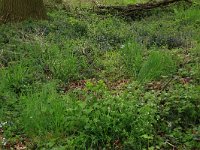 Cardamine flexuosa 16, Bosveldkers, Saxifraga-Hans Boll