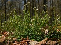 Cardamine flexuosa 17, Bosveldkers, Saxifraga-Ed Stikvoort