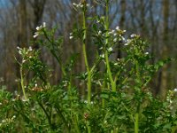 Cardamine flexuosa 18, Bosveldkers, Saxifraga-Ed Stikvoort