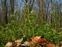 Cardamine flexuosa 19, Bosveldkers, Saxifraga-Ed Stikvoort