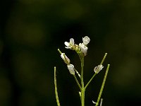 Cardamine flexuosa 2, Bosveldkers, Saxifraga-Willem van Kruijsbergen