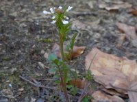 Cardamine flexuosa 20, Bosveldkers, Saxifraga-Ed Stikvoort