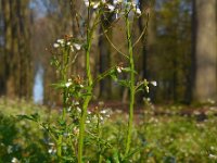 Cardamine flexuosa 21, Bosveldkers, Saxifraga-Ed Stikvoort