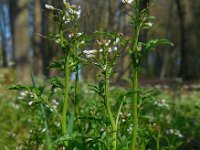 Cardamine flexuosa 22, Bosveldkers, Saxifraga-Ed Stikvoort