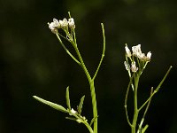 Cardamine flexuosa 3, Bosveldkers, Saxifraga-Willem van Kruijsbergen