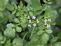 Cardamine flexuosa 4, Bosveldkers, Saxifraga-Peter Meininger