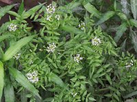 Cardamine flexuosa 5, Bosveldkers, Saxifraga-Peter Meininger