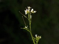 Cardamine flexuosa 6, Bosveldkers, Saxifraga-Willem van Kruijsbergen