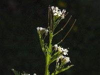 Cardamine flexuosa 8, Bosveldkers, Saxifraga-Jan van der Straatern