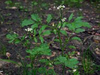 Cardamine flexuosa 9, Bosveldkers, Saxifraga-Ed Stikvoort