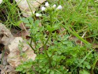 Cardamine flexuosa 9, Bosveldkers, Saxifraga-Rutger Barendse