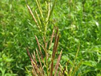 Cardamine impatiens 1, Springzaadveldkers, Saxifraga-Rutger Barendse