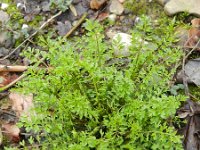 Cardamine impatiens 10, Springzaadveldkers, Saxifraga-Rutger Barendse