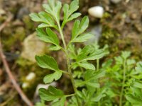 Cardamine impatiens 11, Springzaadveldkers, Saxifraga-Rutger Barendse