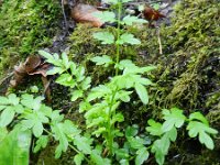 Cardamine impatiens 12, Springzaadveldkers, Saxifraga-Rutger Barendse