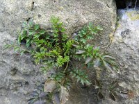 Cardamine impatiens 13, Springzaadveldkers, Saxifraga-Rutger Barendse