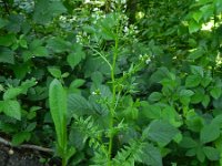 Cardamine impatiens 14, Springzaadveldkers, Saxifraga-Rutger Barendse