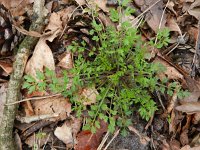 Cardamine impatiens 15, Springzaadveldkers, Saxifraga-Rutger Barendse