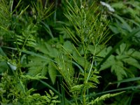 Cardamine impatiens 17, Springzaadveldkers, Saxifraga-Ed Stikvoort