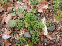 Cardamine impatiens 18, Springzaadveldkers, Saxifraga-Rutger Barendse