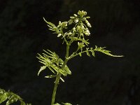 Cardamine impatiens 2, Springzaadveldkers, Saxifraga-Jan van der Straaten