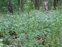 Cardamine impatiens 4, Springzaadveldkers, Saxifraga-Rutger Barendse