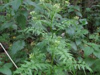 Cardamine impatiens 5, Springzaadveldkers, Saxifraga-Rutger Barendse