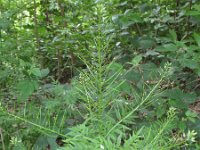 Cardamine impatiens 6, Springzaadveldkers, Saxifraga-Rutger Barendse