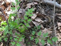 Cardamine impatiens 7, Springzaadveldkers, Saxifraga-Rutger Barendse