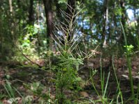 Cardamine impatiens 8, Springzaadveldkers, Saxifraga-Rutger Barendse