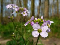 Cardamine pratensis 79, Pinksterbloem, Saxifraga-Ed Stikvoort