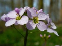 Cardamine pratensis 80, Pinksterbloem, Saxifraga-Ed Stikvoort