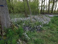 Cardamine pratensis 83, Pinksterbloem, Saxifraga-Hans Boll