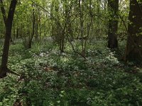 Cardamine pratensis 84, Pinksterbloem, Saxifraga-Hans Boll