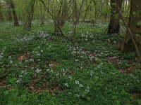 Cardamine pratensis 85, Pinksterbloem, Saxifraga-Hans Boll