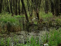 Cardamine pratensis 88, Pinksterbloem, Saxifraga-Hans Boll