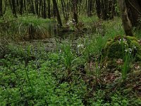 Cardamine pratensis 89, Pinksterbloem, Saxifraga-Hans Boll