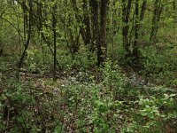 Cardamine pratensis 91, Pinksterbloem, Saxifraga-Hans Boll