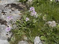 Cardamine raphanifolia 12, Saxifraga-Willem van Kruijsbergen