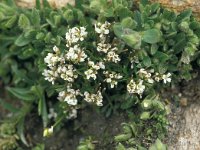 Cardamine resedifolia 5, Saxifraga-Jan van der Straaten