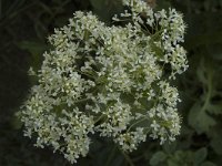 Cardaria draba 1, Pijlkruidkers, Saxifraga-Marijke Verhagen