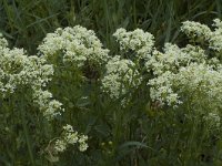 Cardaria draba 2, Pijlkruidkers, Saxifraga-Marijke Verhagen