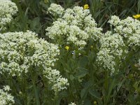 Cardaria draba 3, Pijlkruidkers, Saxifraga-Marijke Verhagen