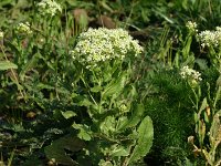 Cardaria draba 4, Pijlkruidkers, Saxifraga-Dirk Hilbers