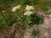 Cardaria draba 5, Pijlkruidkers, Saxifraga-Peter Meininger